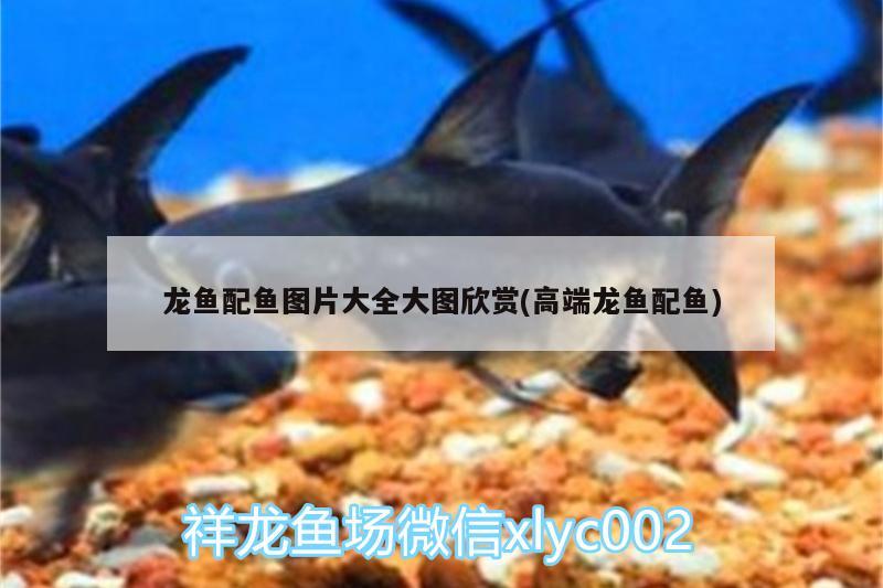 龍魚配魚圖片大全大圖欣賞(高端龍魚配魚) 帝王迷宮