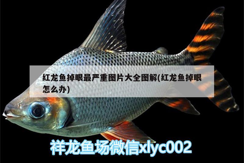 紅龍魚掉眼最嚴重圖片大全圖解(紅龍魚掉眼怎么辦) PH調(diào)節(jié)劑 第2張