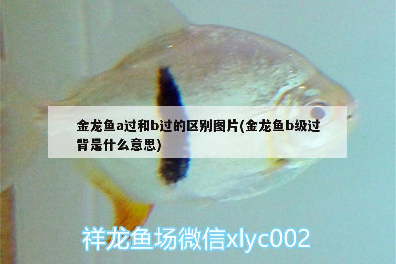 金龍魚(yú)a過(guò)和b過(guò)的區(qū)別圖片(金龍魚(yú)b級(jí)過(guò)背是什么意思)