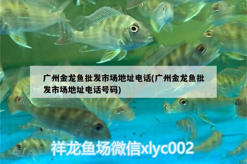 廣州金龍魚批發(fā)市場地址電話(廣州金龍魚批發(fā)市場地址電話號碼)