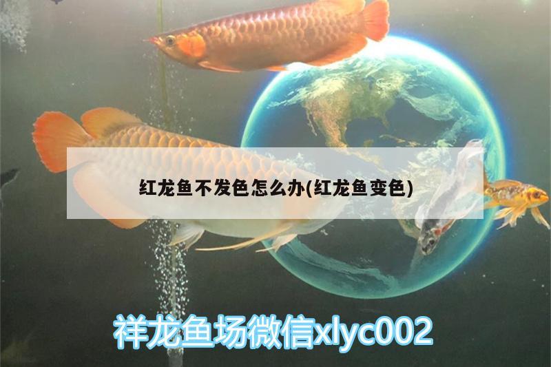 紅龍魚不發(fā)色怎么辦(紅龍魚變色)