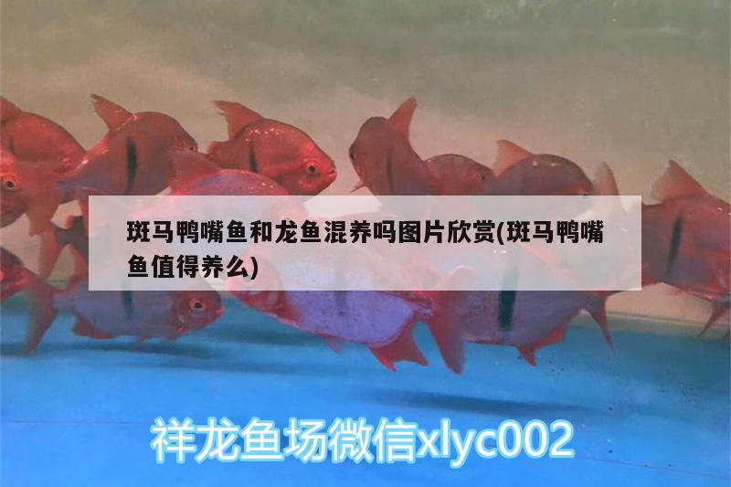 九江哪里有賣魚缸的市場地址啊圖片：九江魚缸批發(fā)市場在哪里