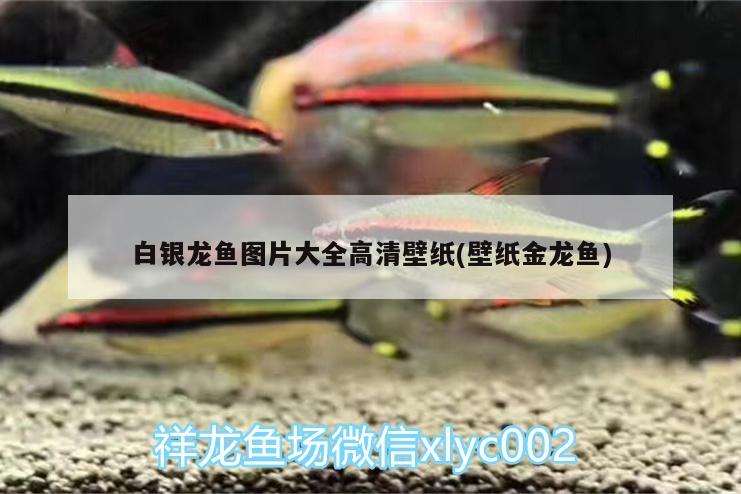 白銀龍魚圖片大全高清壁紙(壁紙金龍魚) 銀龍魚百科