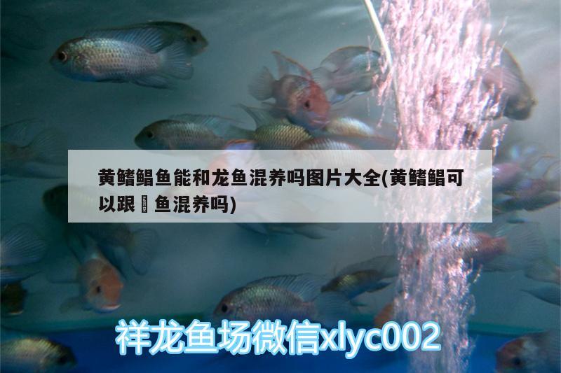 黃鰭鯧魚能和龍魚混養(yǎng)嗎圖片大全(黃鰭鯧可以跟魟魚混養(yǎng)嗎)