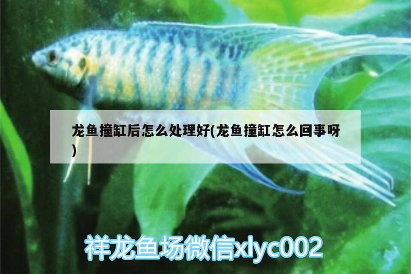 龍魚撞缸后怎么處理好(龍魚撞缸怎么回事呀) 虎紋銀版魚