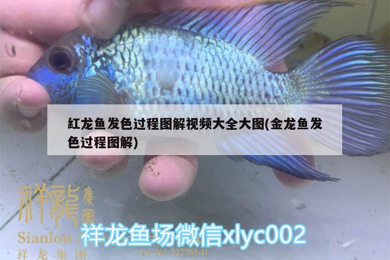 紅龍魚發(fā)色過程圖解視頻大全大圖(金龍魚發(fā)色過程圖解) 白子黑帝王魟魚