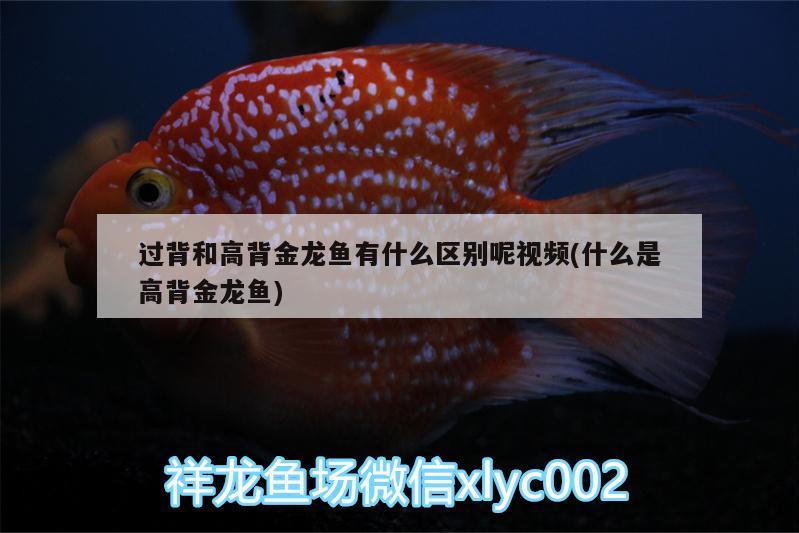 過背和高背金龍魚有什么區(qū)別呢視頻(什么是高背金龍魚) 高背金龍魚