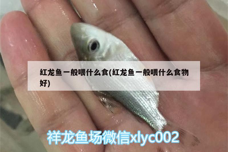 紅龍魚一般喂什么食(紅龍魚一般喂什么食物好) 狗頭魚