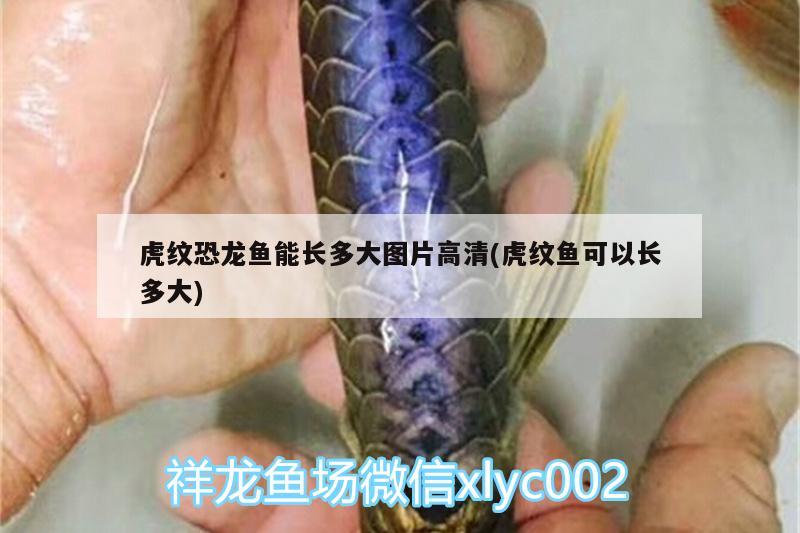 虎紋恐龍魚(yú)能長(zhǎng)多大圖片高清(虎紋魚(yú)可以長(zhǎng)多大)