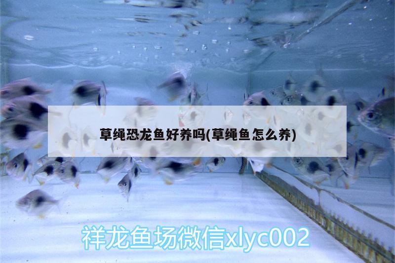 草繩恐龍魚(yú)好養(yǎng)嗎(草繩魚(yú)怎么養(yǎng))