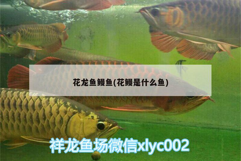 花龍魚鰻魚(花鰻是什么魚) 肥料