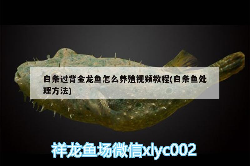 白條過背金龍魚怎么養(yǎng)殖視頻教程(白條魚處理方法)