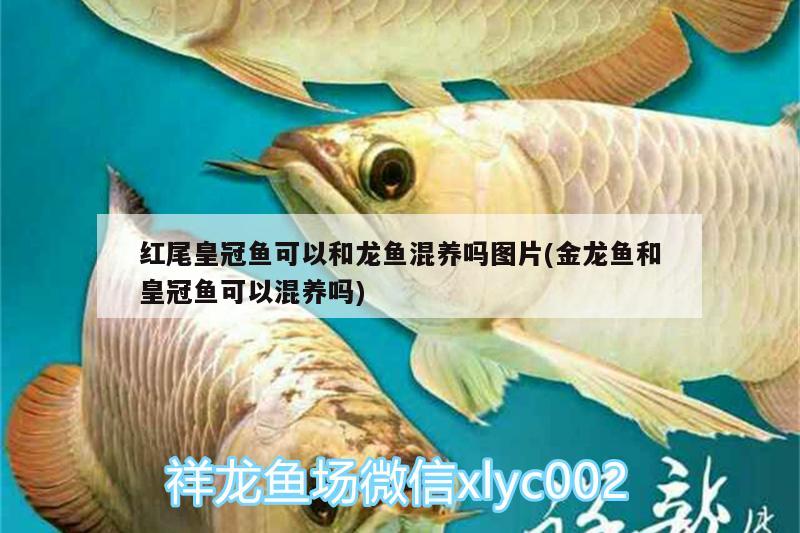 佛山市順德區(qū)杏壇心順水族金魚店 全國水族館企業(yè)名錄 第3張