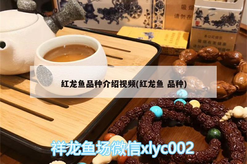 佛山市順德區(qū)杏壇心順水族金魚店 全國水族館企業(yè)名錄 第1張