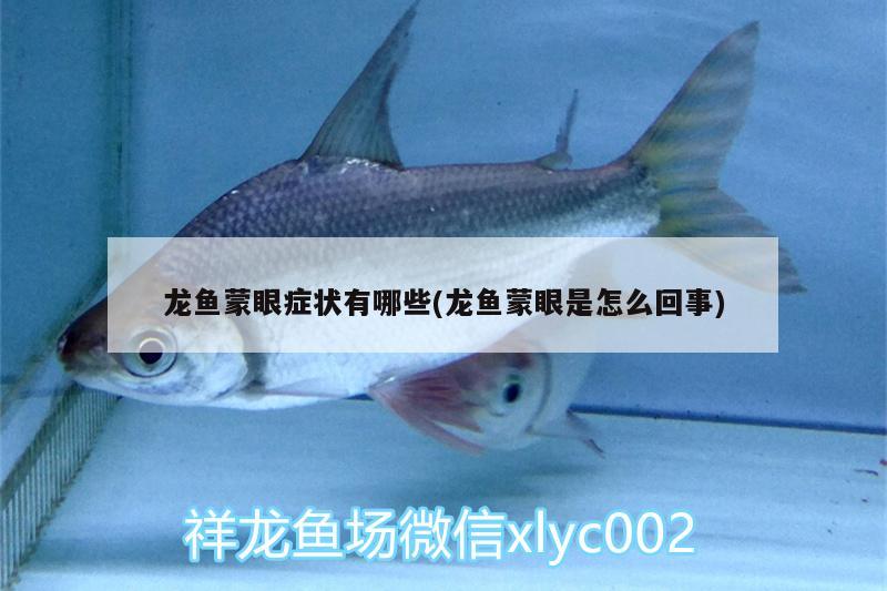 龍魚蒙眼癥狀有哪些(龍魚蒙眼是怎么回事)