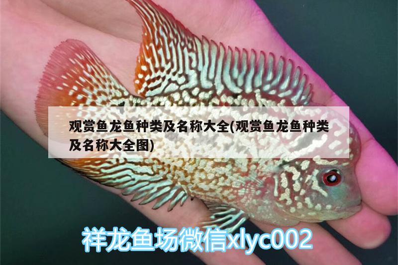 觀賞魚龍魚種類及名稱大全(觀賞魚龍魚種類及名稱大全圖) 黃金斑馬魚