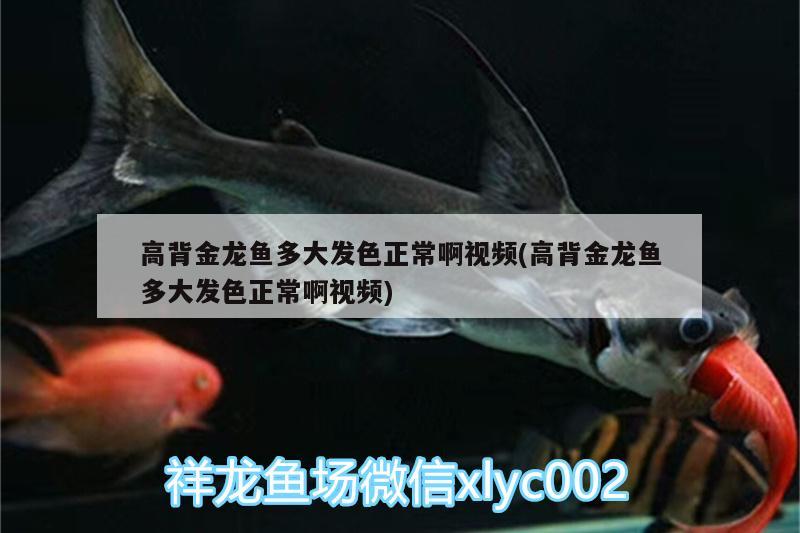 高背金龍魚(yú)多大發(fā)色正常啊視頻(高背金龍魚(yú)多大發(fā)色正常啊視頻)