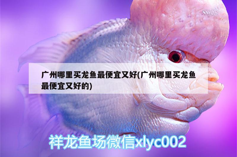 廣州哪里買(mǎi)龍魚(yú)最便宜又好(廣州哪里買(mǎi)龍魚(yú)最便宜又好的) 廣州祥龍國(guó)際水族貿(mào)易