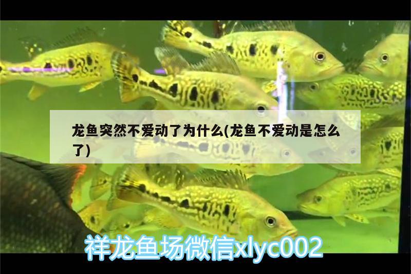 觀賞魚取名要點，如何給賣觀賞魚的店取一個好聽的名字