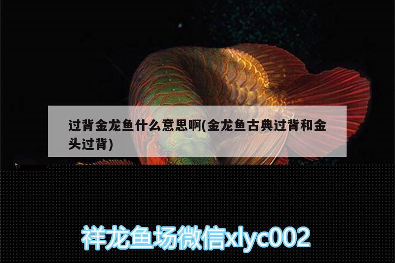 過背金龍魚什么意思啊(金龍魚古典過背和金頭過背) 過背金龍魚