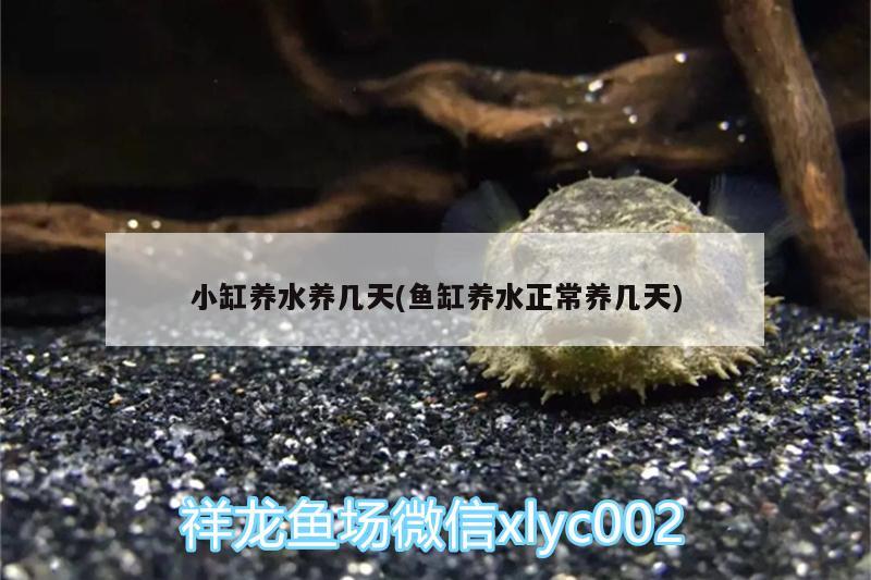 小缸養(yǎng)水養(yǎng)幾天(魚缸養(yǎng)水正常養(yǎng)幾天) 伊巴卡魚