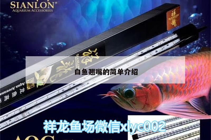 觀賞魚取名要點，如何給賣觀賞魚的店取一個好聽的名字