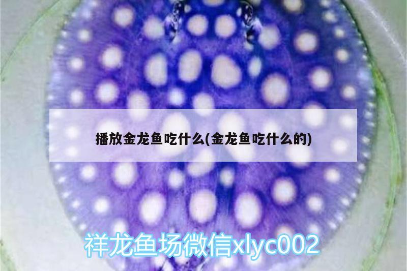 播放金龍魚吃什么(金龍魚吃什么的) 狗仔招財(cái)貓魚