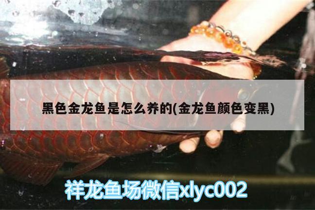 黑色金龍魚是怎么養(yǎng)的(金龍魚顏色變黑) 過濾設(shè)備