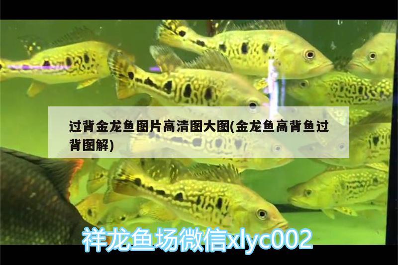 過背金龍魚圖片高清圖大圖(金龍魚高背魚過背圖解)