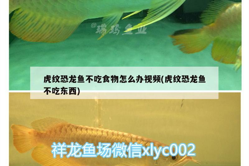 紅蘋果魚繁殖：紅蘋果魚好養(yǎng)嗎 觀賞魚 第3張