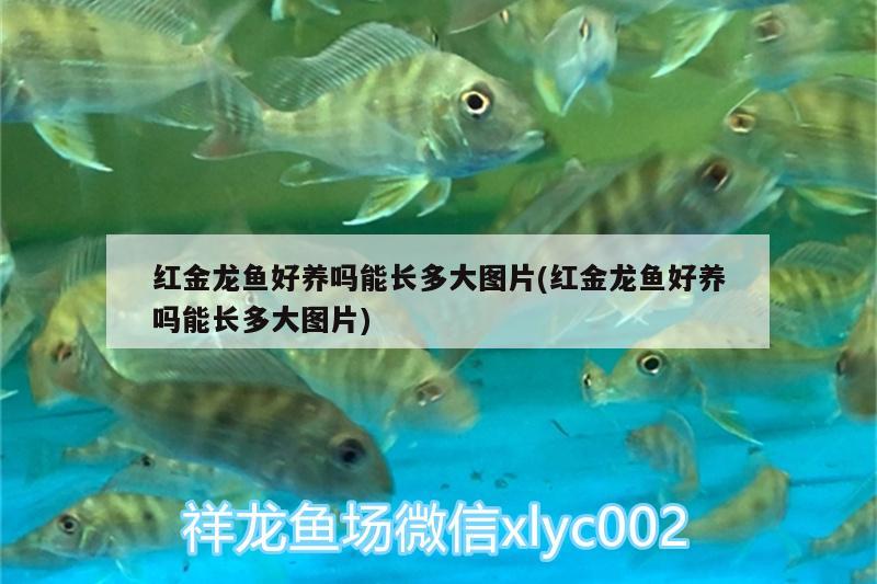 紅金龍魚好養(yǎng)嗎能長多大圖片(紅金龍魚好養(yǎng)嗎能長多大圖片)