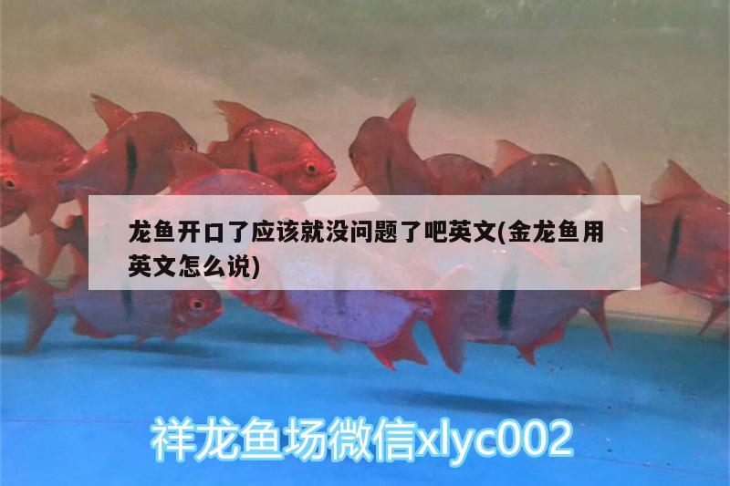 龍魚開口了應(yīng)該就沒問題了吧英文(金龍魚用英文怎么說) 大白鯊魚苗 第3張