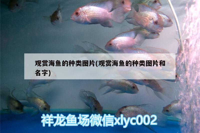 觀賞海魚的種類圖片(觀賞海魚的種類圖片和名字) 白子銀龍魚苗