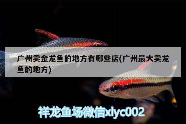 榮登“2020年度生態(tài)魚缸行業(yè)十大品牌”榜單第一名:森森集團(tuán)，哪些生態(tài)魚缸品牌值得信賴？