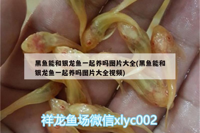 榮登“2020年度生態(tài)魚缸行業(yè)十大品牌”榜單第一名:森森集團(tuán)，哪些生態(tài)魚缸品牌值得信賴？