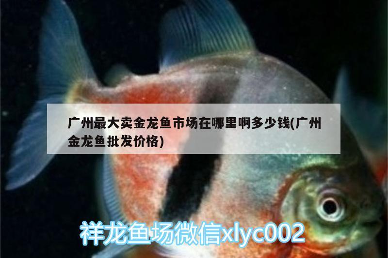 廣州最大賣金龍魚市場在哪里啊多少錢(廣州金龍魚批發(fā)價格) 龍魚批發(fā)