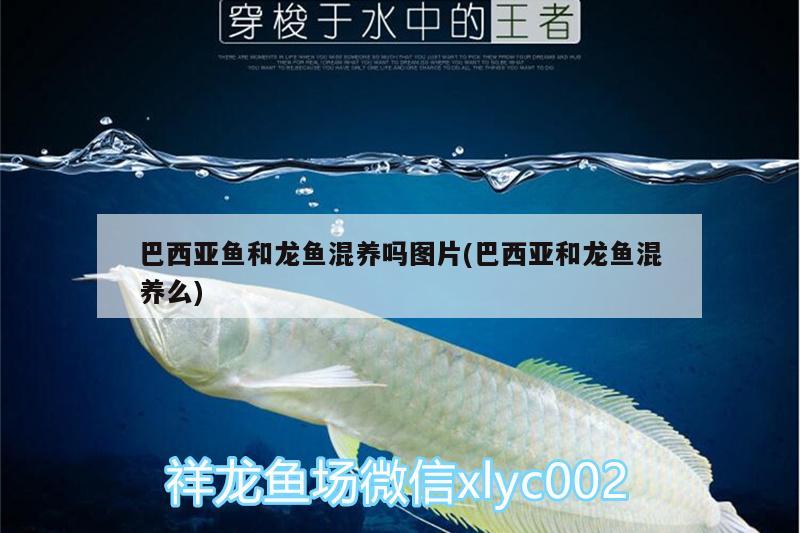 巴西亞魚(yú)和龍魚(yú)混養(yǎng)嗎圖片(巴西亞和龍魚(yú)混養(yǎng)么) 巴西亞魚(yú)