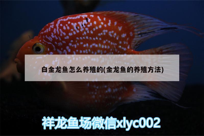 白金龍魚怎么養(yǎng)殖的(金龍魚的養(yǎng)殖方法)