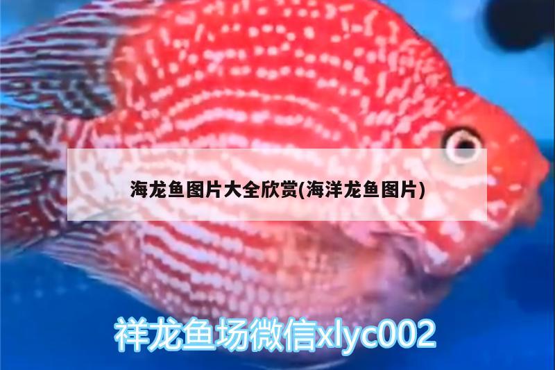 海龍魚圖片大全欣賞(海洋龍魚圖片) 飛鳳魚