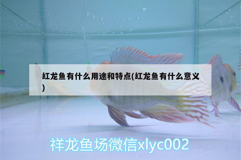 朱古力的吃法：朱古力的煮法 觀賞魚 第3張