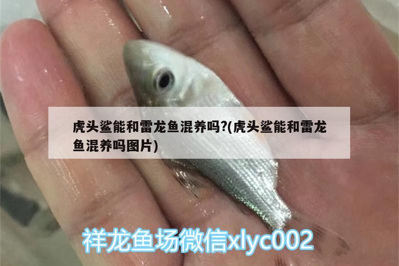 虎頭鯊能和雷龍魚混養(yǎng)嗎?(虎頭鯊能和雷龍魚混養(yǎng)嗎圖片)