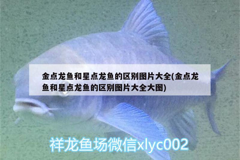 金點(diǎn)龍魚和星點(diǎn)龍魚的區(qū)別圖片大全(金點(diǎn)龍魚和星點(diǎn)龍魚的區(qū)別圖片大全大圖) 噴點(diǎn)菠蘿魚