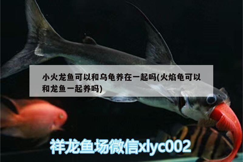 小火龍魚(yú)可以和烏龜養(yǎng)在一起嗎(火焰龜可以和龍魚(yú)一起養(yǎng)嗎)