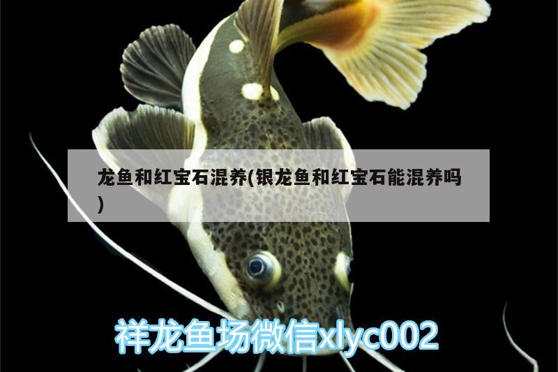 龍魚和紅寶石混養(yǎng)(銀龍魚和紅寶石能混養(yǎng)嗎) 銀龍魚