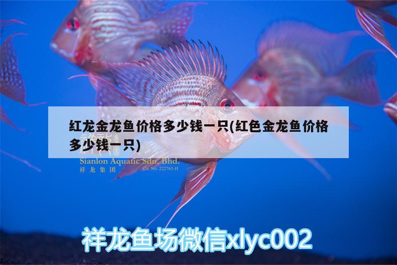 紅龍金龍魚價格多少錢一只(紅色金龍魚價格多少錢一只) 龍魚百科