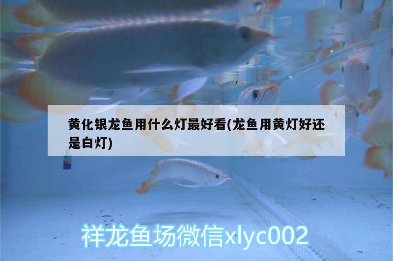 黃化銀龍魚用什么燈最好看(龍魚用黃燈好還是白燈) 銀龍魚