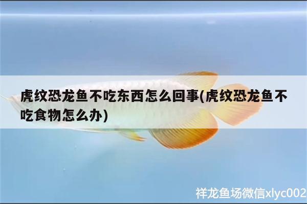 虎紋恐龍魚不吃東西怎么回事(虎紋恐龍魚不吃食物怎么辦)