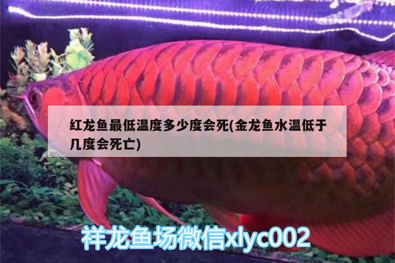 紅龍魚最低溫度多少度會(huì)死(金龍魚水溫低于幾度會(huì)死亡)