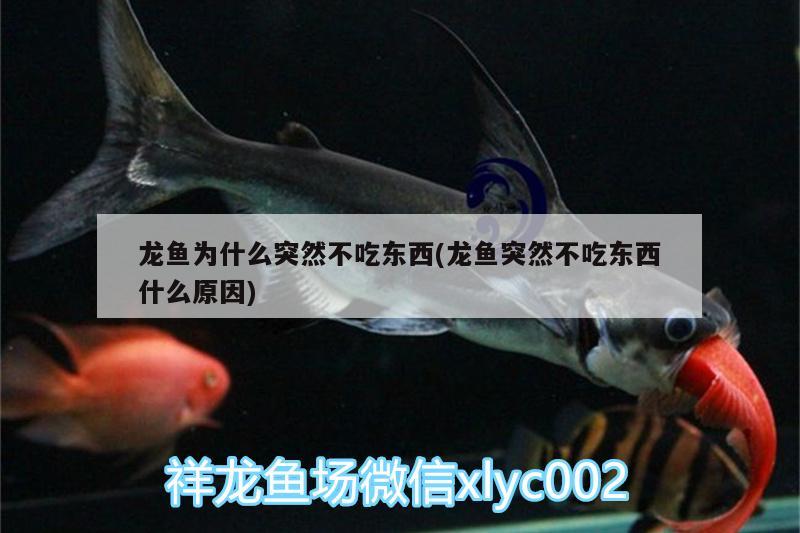 龍魚為什么突然不吃東西(龍魚突然不吃東西什么原因) 祥龍水族護(hù)理水