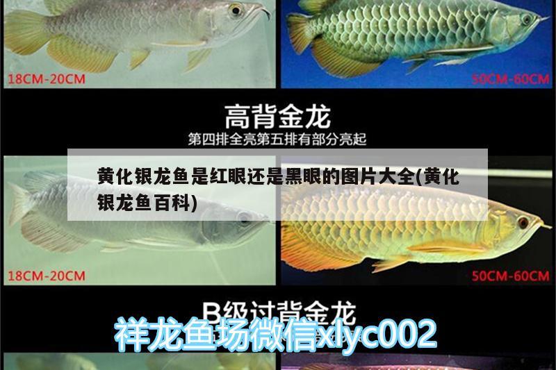 黃化銀龍魚是紅眼還是黑眼的圖片大全(黃化銀龍魚百科) 銀龍魚百科